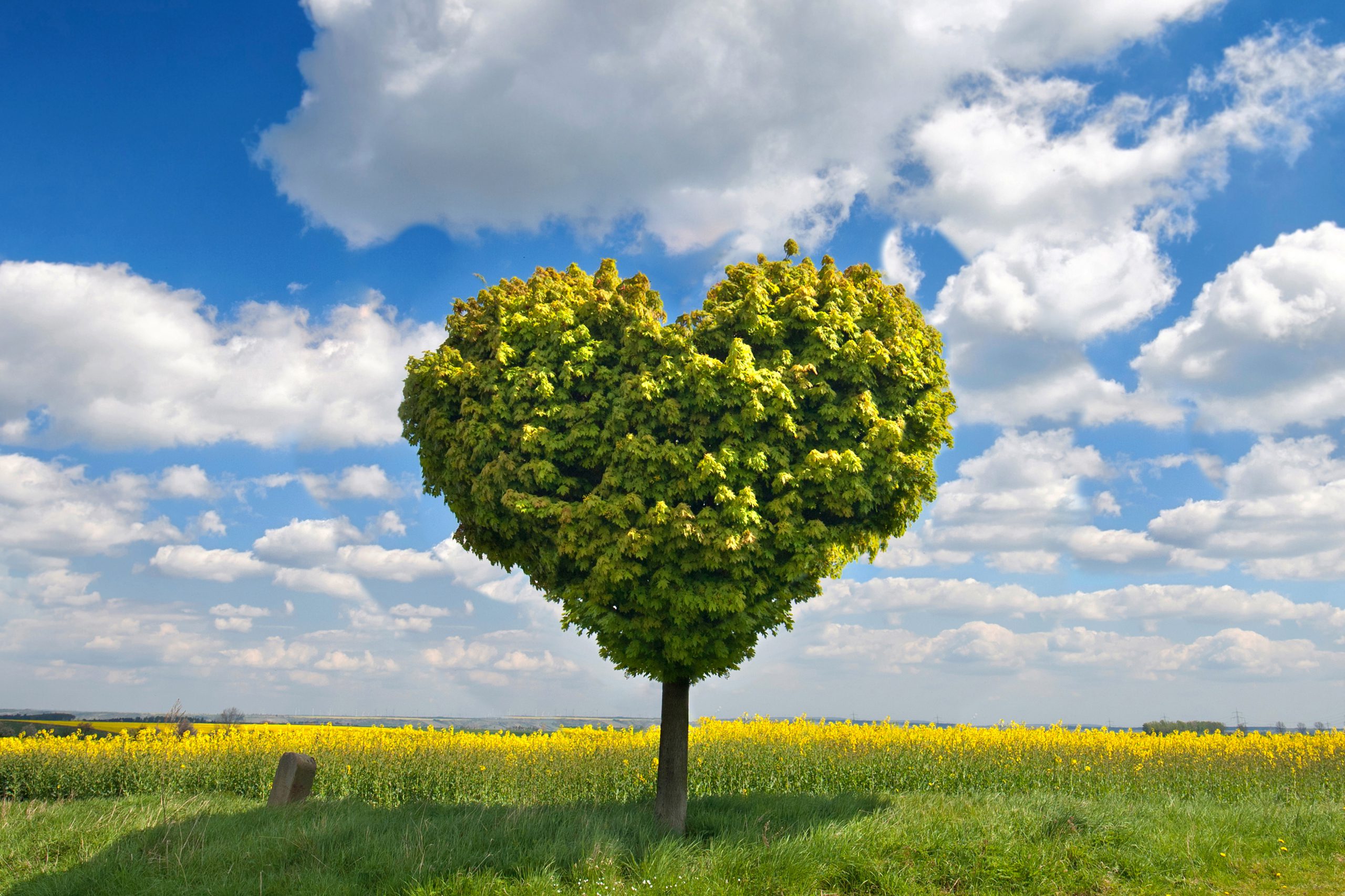 grüner Baum in herzform auf einer Wiese