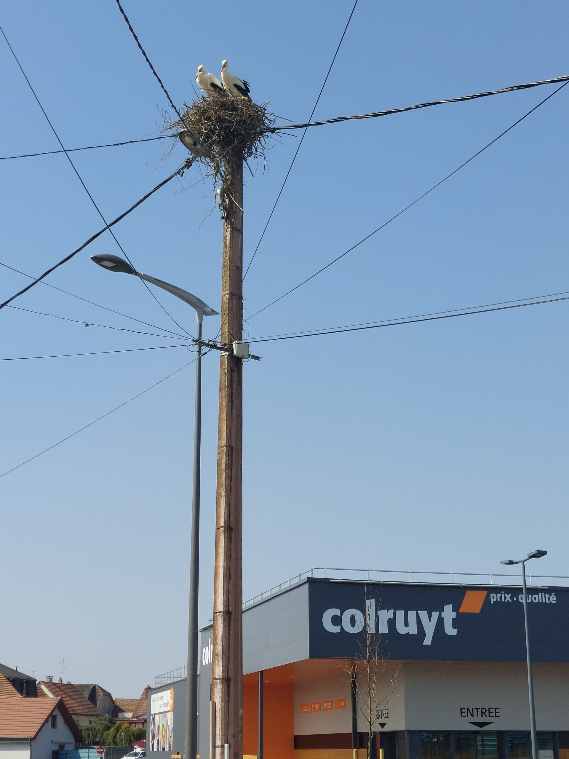 un couple de cigognes à Grandvillars